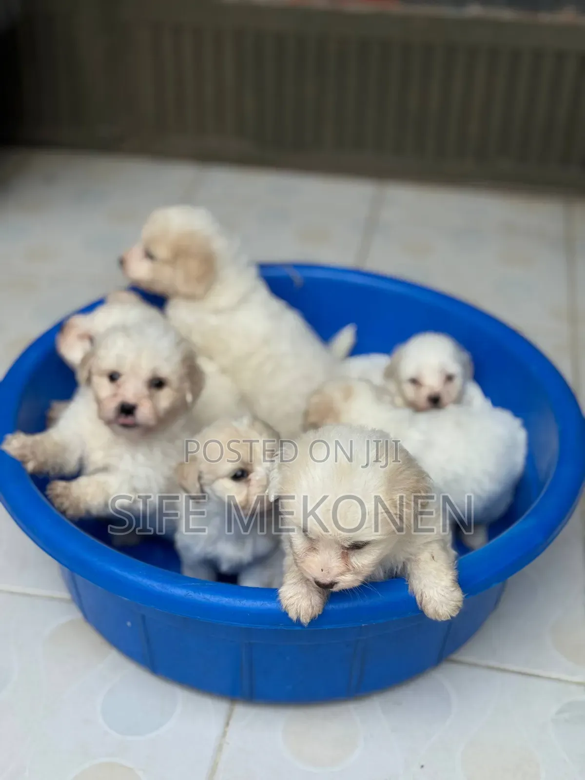 1-3 months Male Purebred Maltese