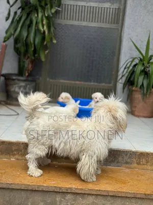 1-3 months Male Purebred Maltese