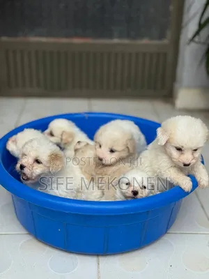 1-3 months Male Purebred Maltese
