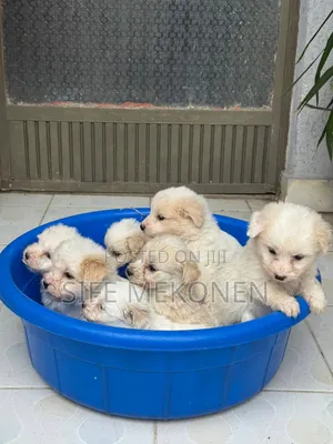 1-3 months Male Purebred Maltese