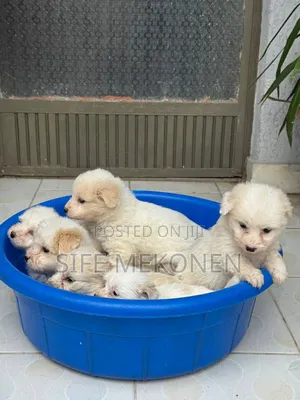 1-3 months Male Purebred Maltese