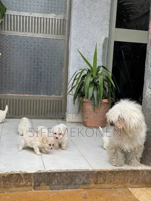 1-3 months Male Purebred Maltese