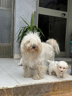 1-3 months Male Purebred Maltese