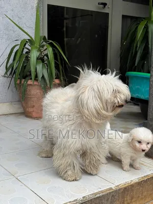 1-3 months Male Purebred Maltese
