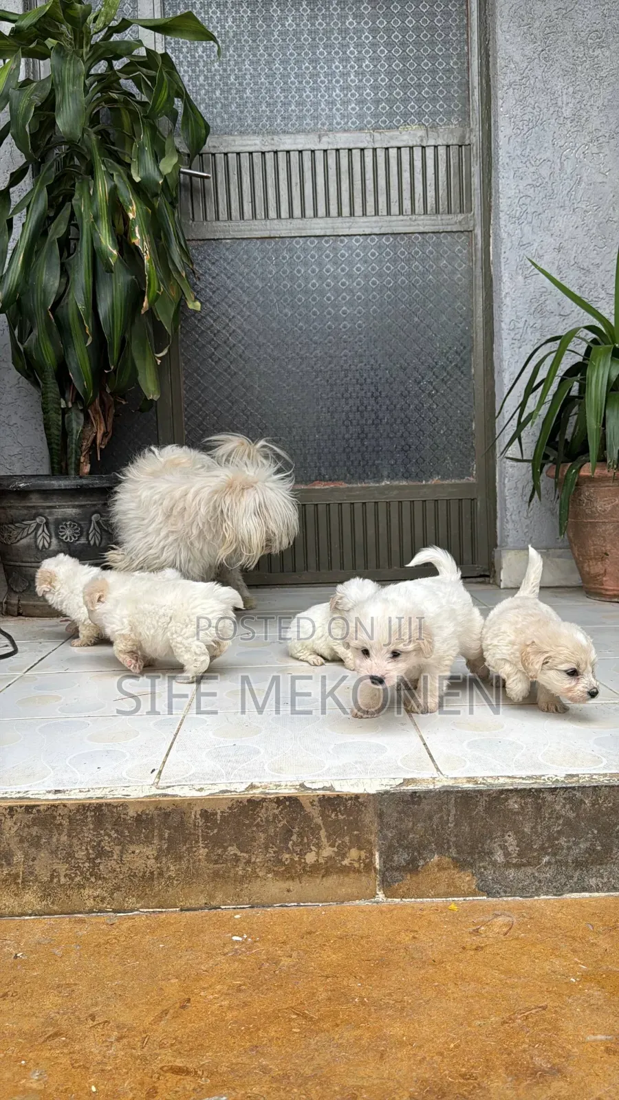 1-3 months Male Purebred Maltese