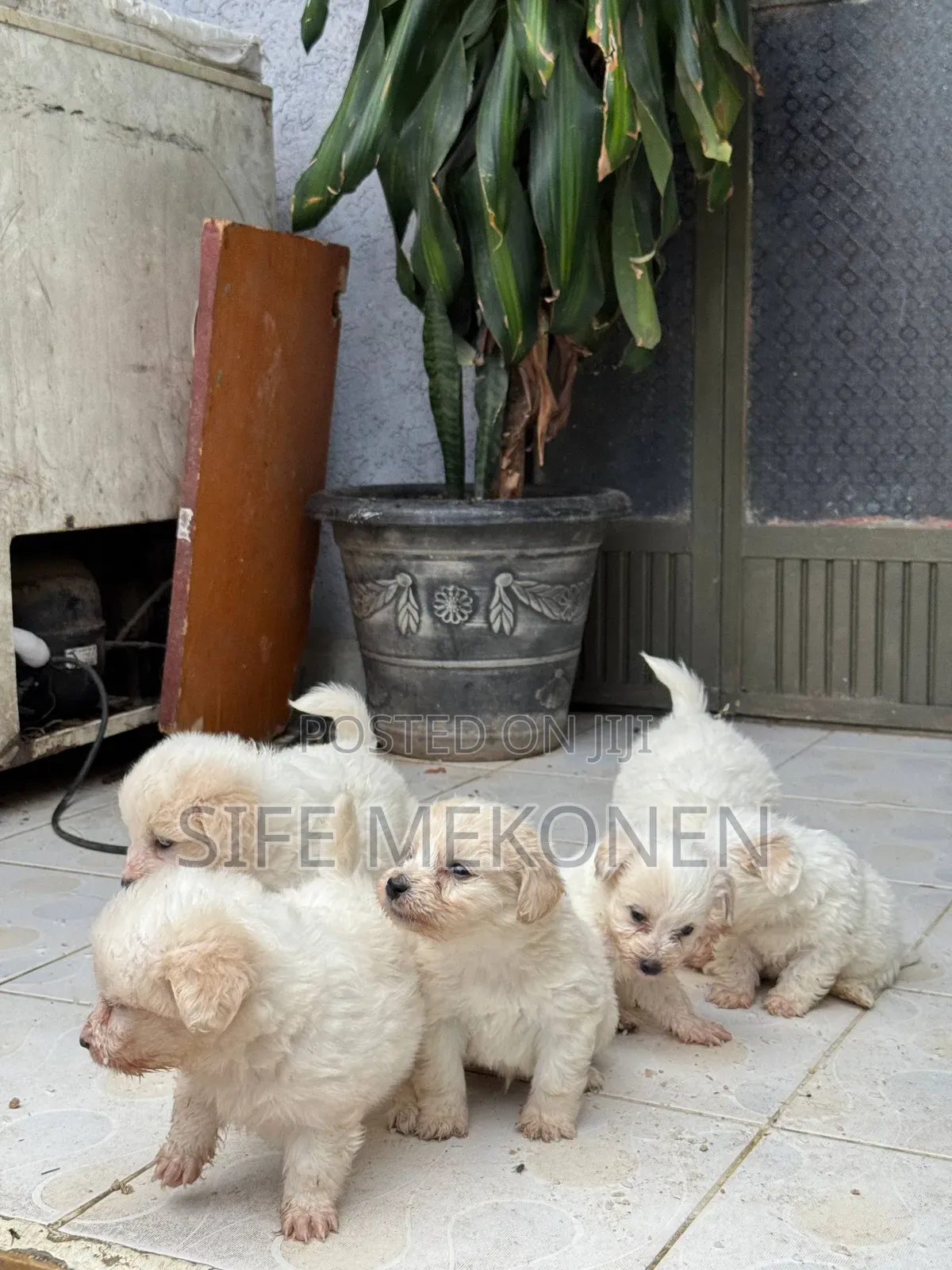 1-3 months Male Purebred Maltese