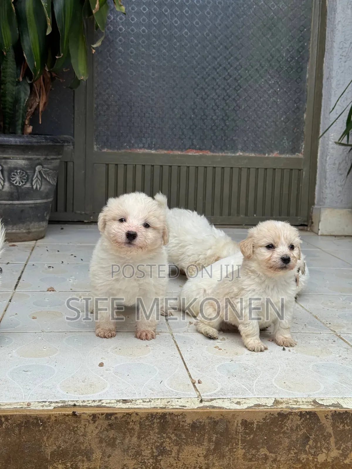 1-3 months Female Purebred Maltese