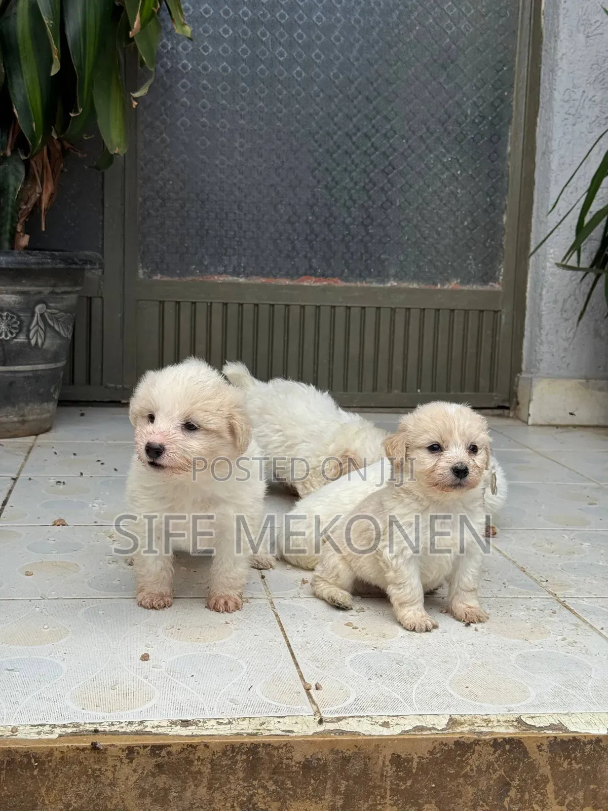 1-3 months Female Purebred Maltese