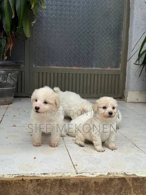 1-3 months Female Purebred Maltese