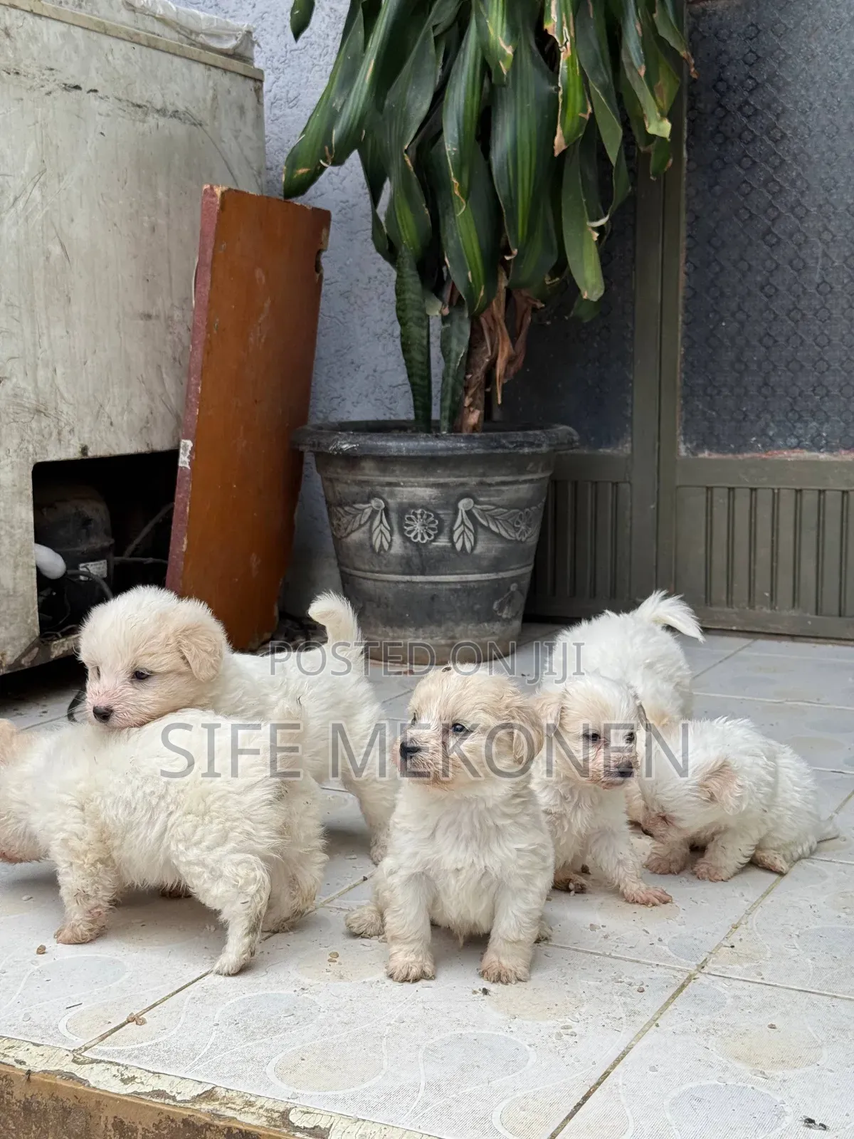 1-3 months Female Purebred Maltese