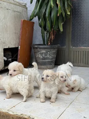 1-3 months Female Purebred Maltese