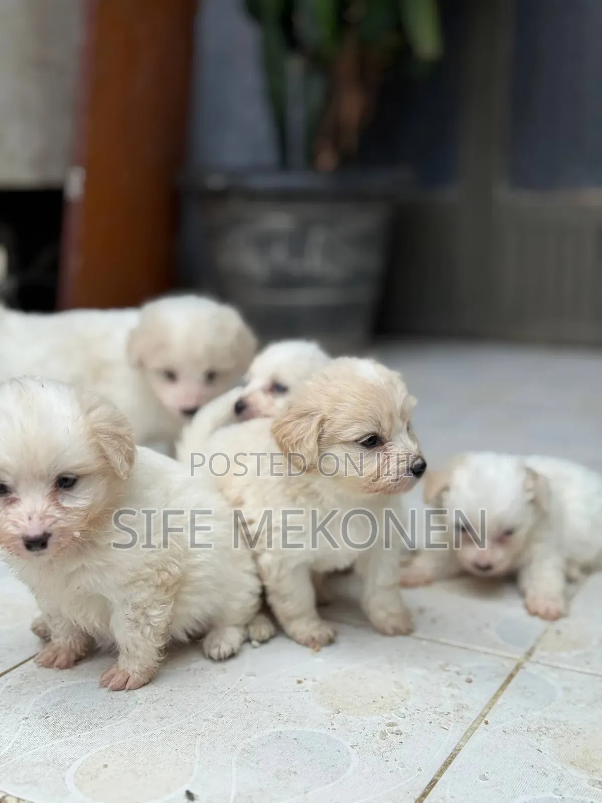 1-3 months Female Purebred Maltese