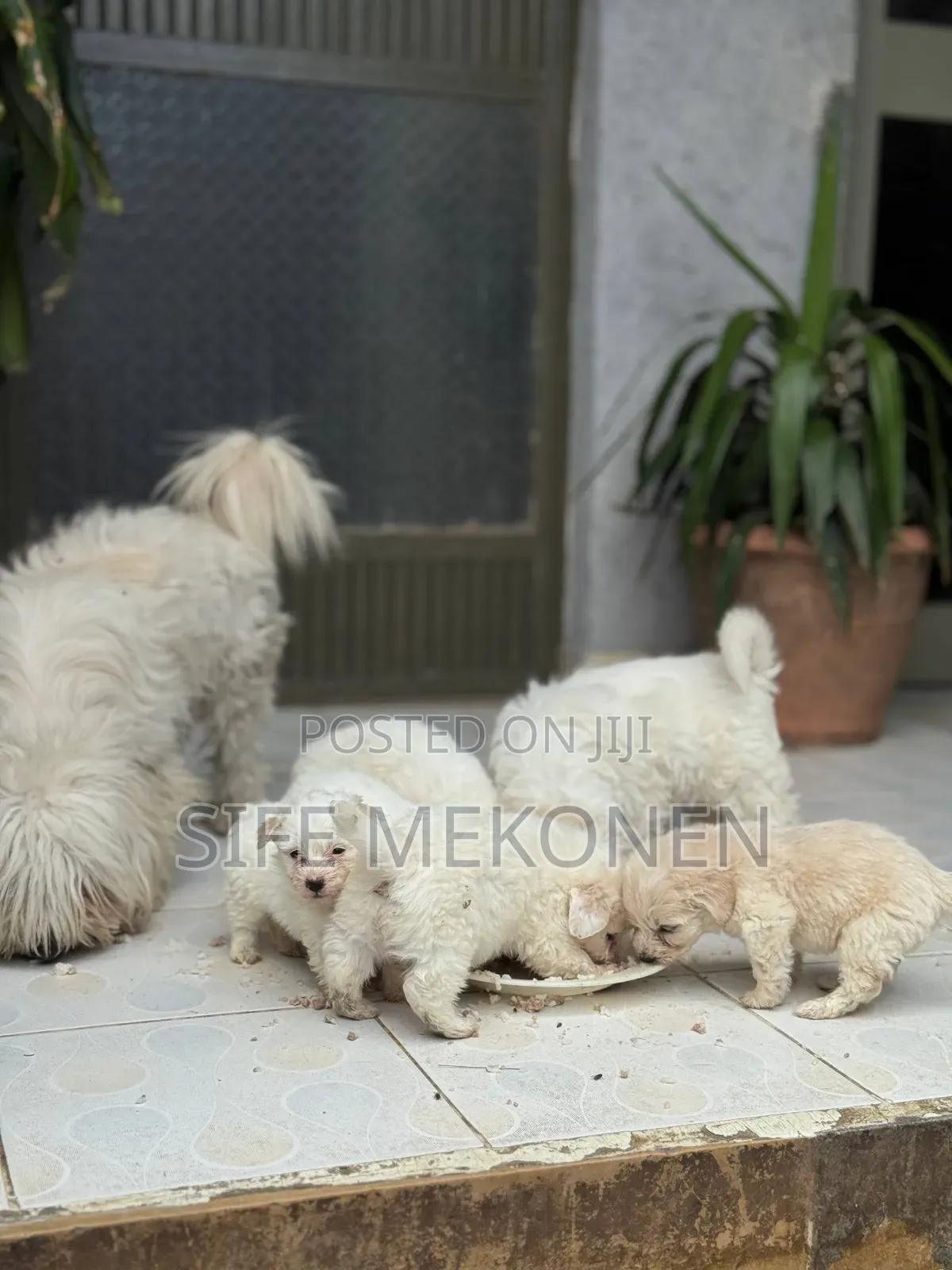 1-3 months Female Purebred Maltese