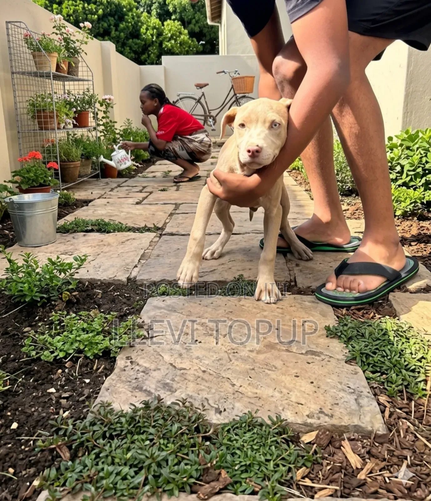 1-3 months Male Purebred American Pit Bull Terrier