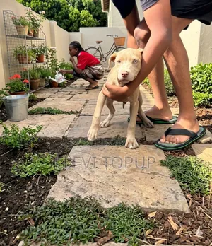 1-3 months Male Purebred American Pit Bull Terrier