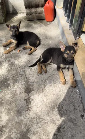 1-3 months Male Purebred German Shepherd