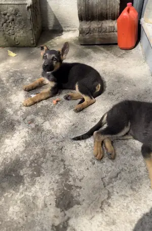 1-3 months Male Purebred German Shepherd