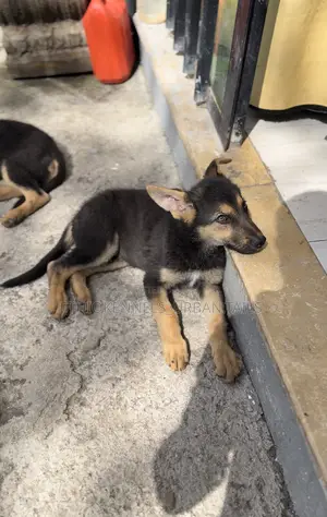 1-3 months Male Purebred German Shepherd