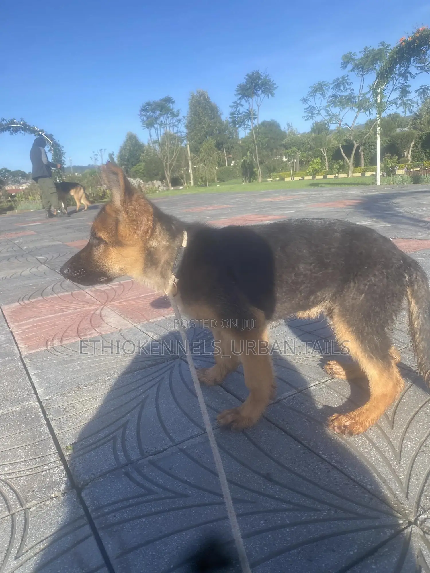1-3 months Male Purebred German Shepherd