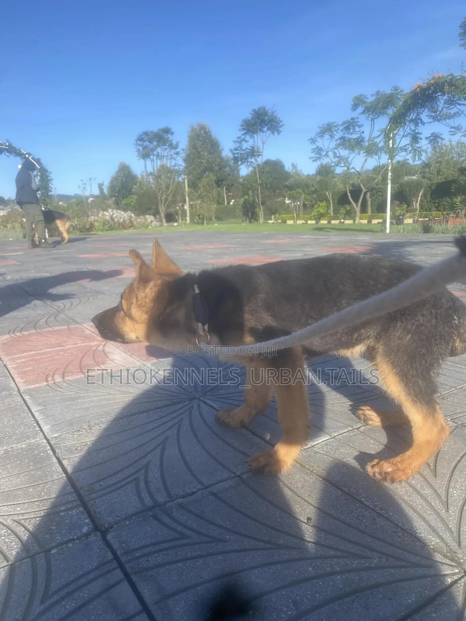 1-3 months Male Purebred German Shepherd