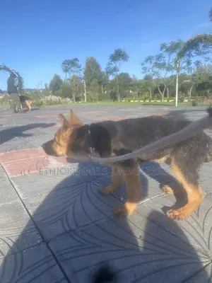 1-3 months Male Purebred German Shepherd