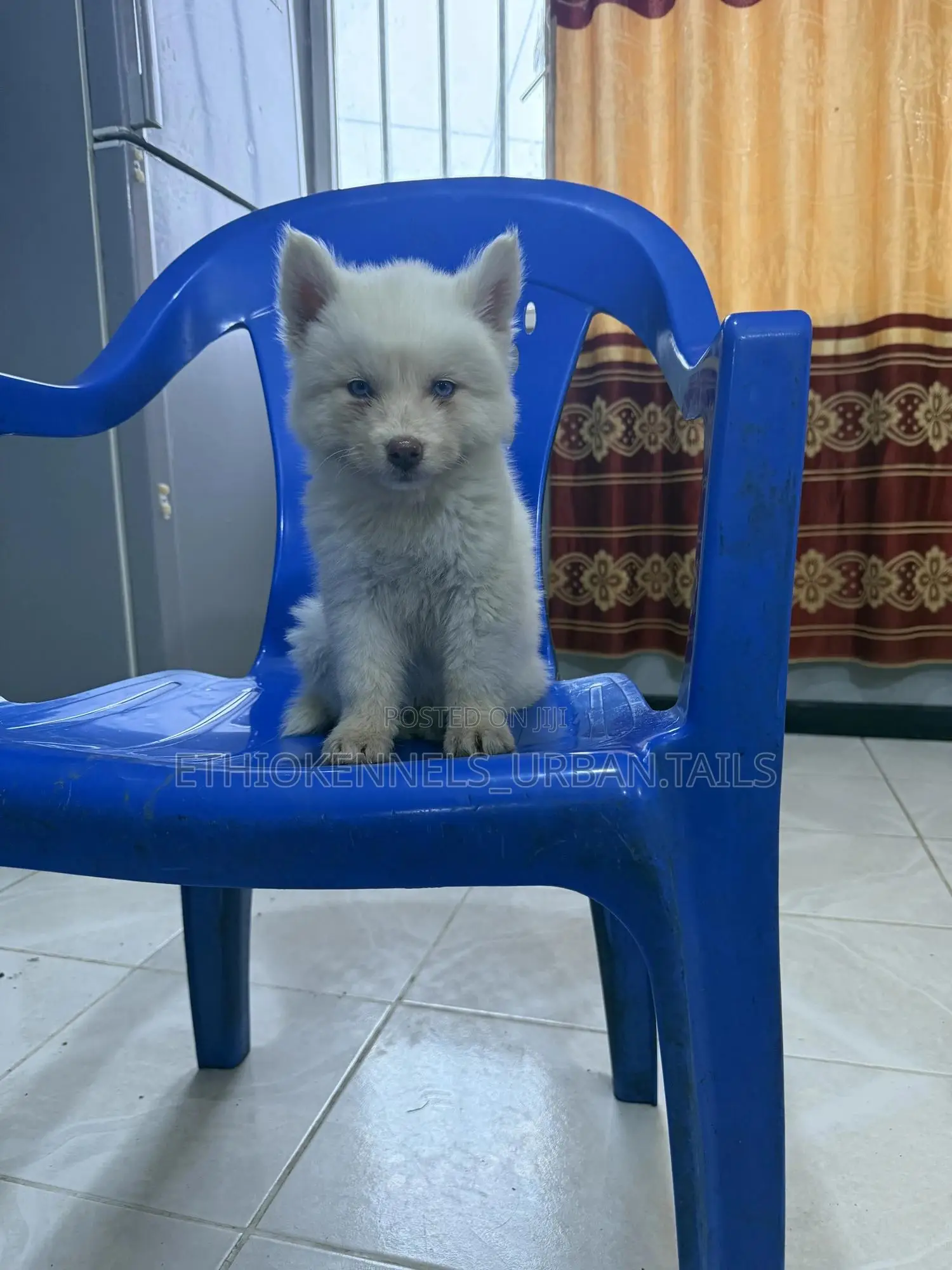 1-3 months Male Purebred Siberian Husky