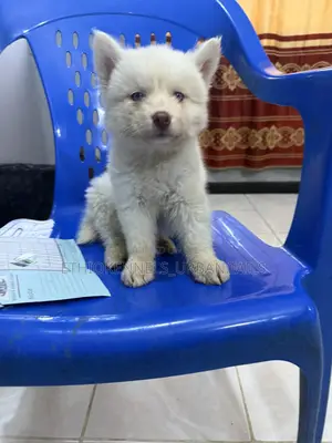 1-3 months Male Purebred Siberian Husky