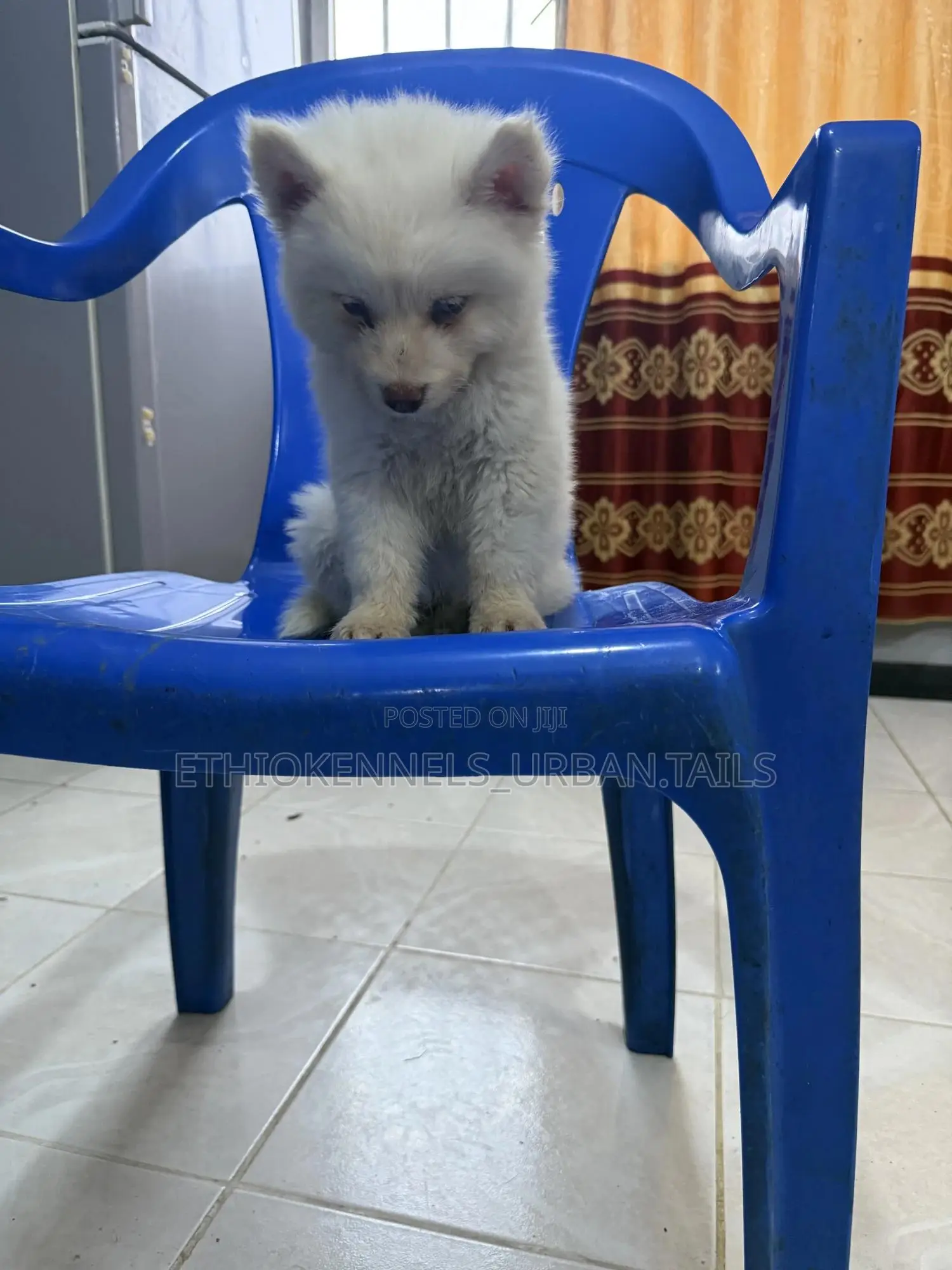 1-3 months Male Purebred Siberian Husky