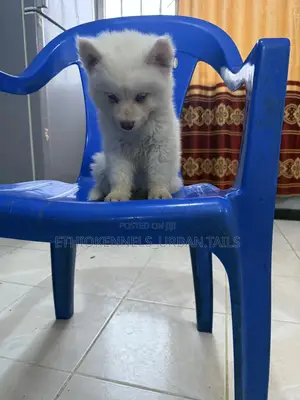 1-3 months Male Purebred Siberian Husky