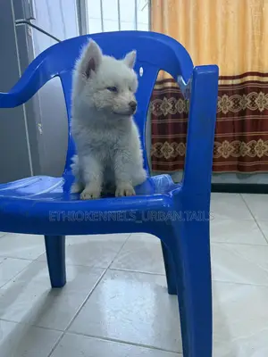 1-3 months Male Purebred Siberian Husky