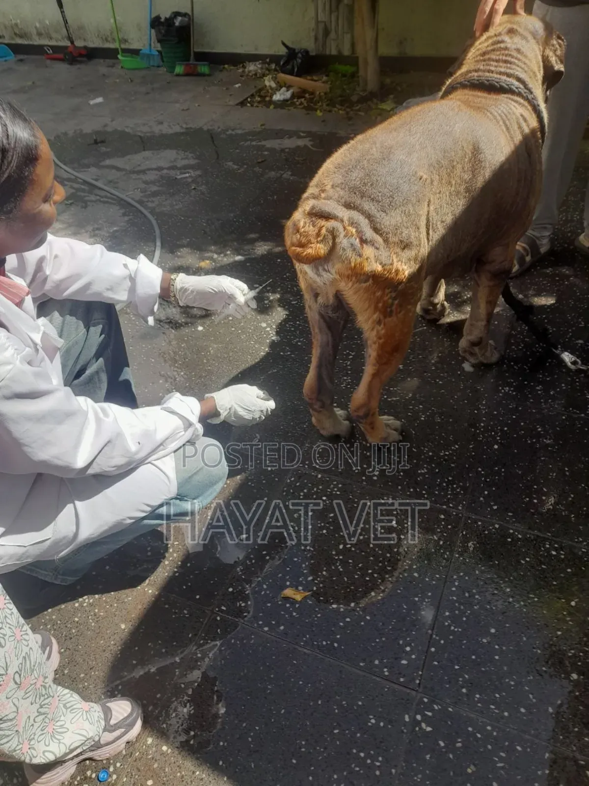 Doctor of Animals