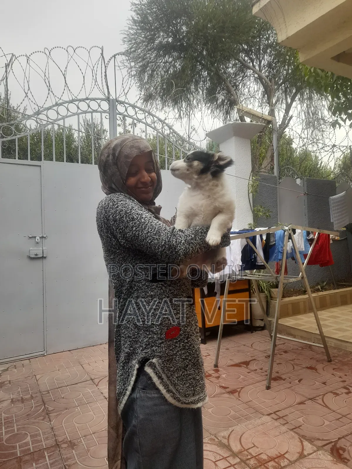 Animal Clinic