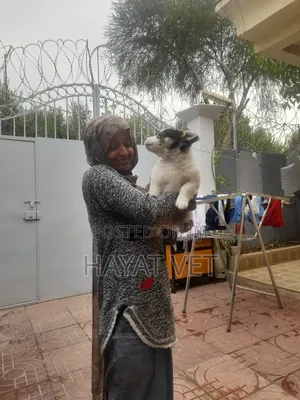 Animal Clinic