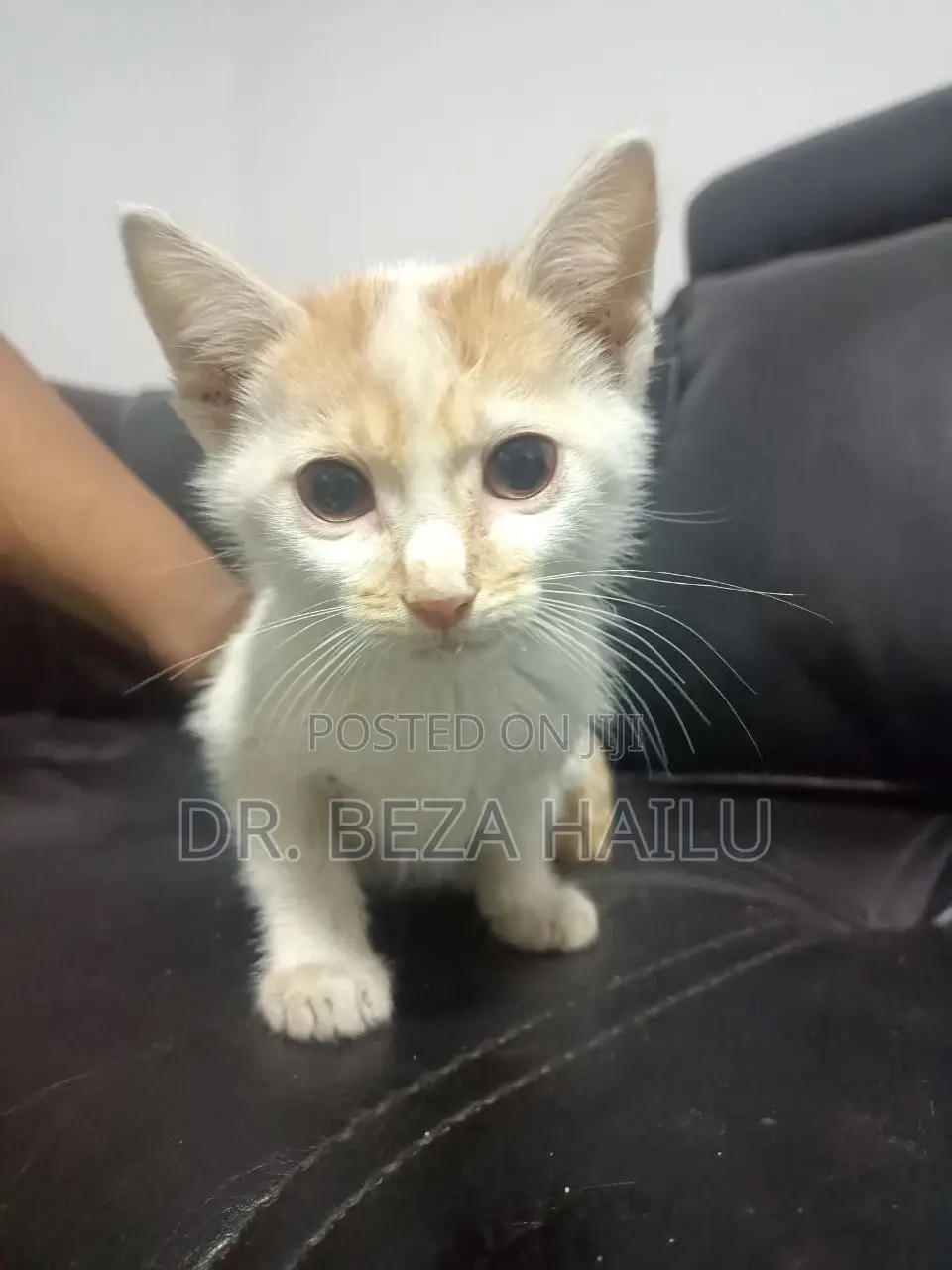 1-3 months Female Mixed Breed British Shorthair