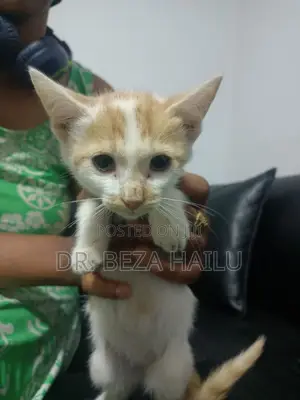 1-3 months Female Mixed Breed British Shorthair