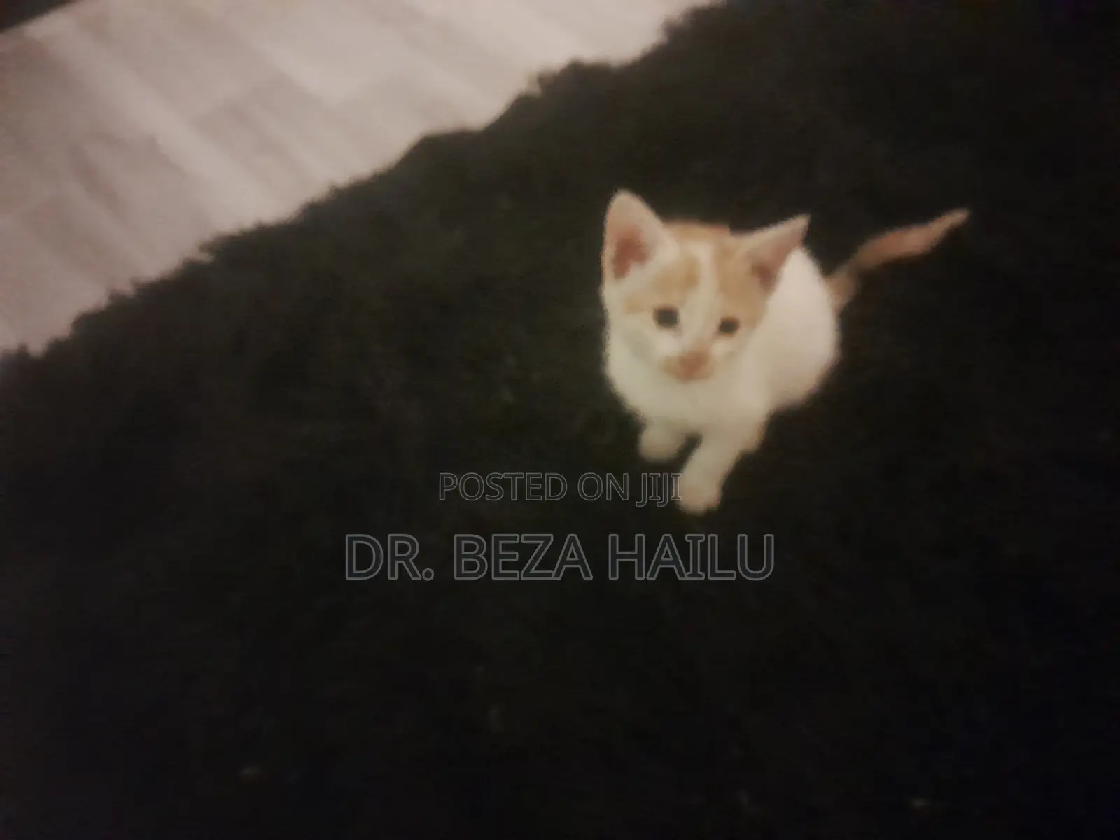 1-3 months Female Mixed Breed British Shorthair