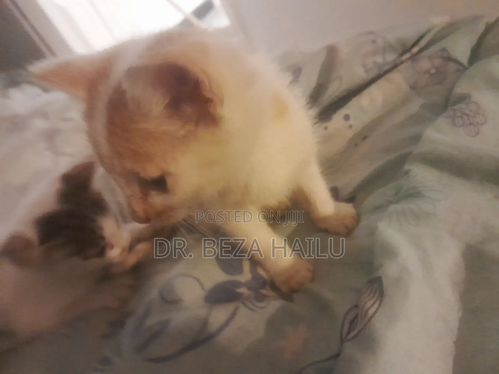 1-3 months Female Mixed Breed British Shorthair