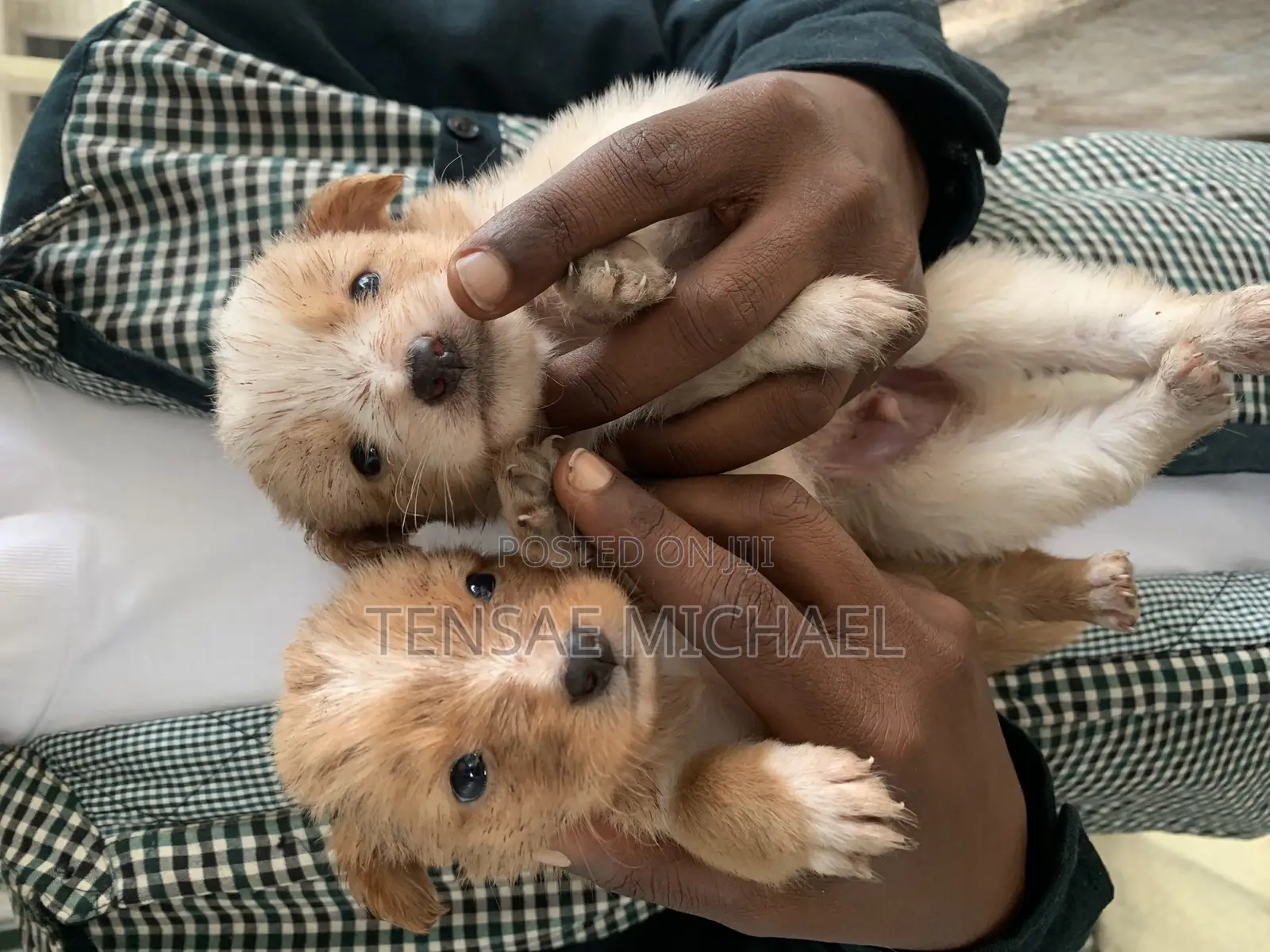 1-3 months Male Purebred Maltese