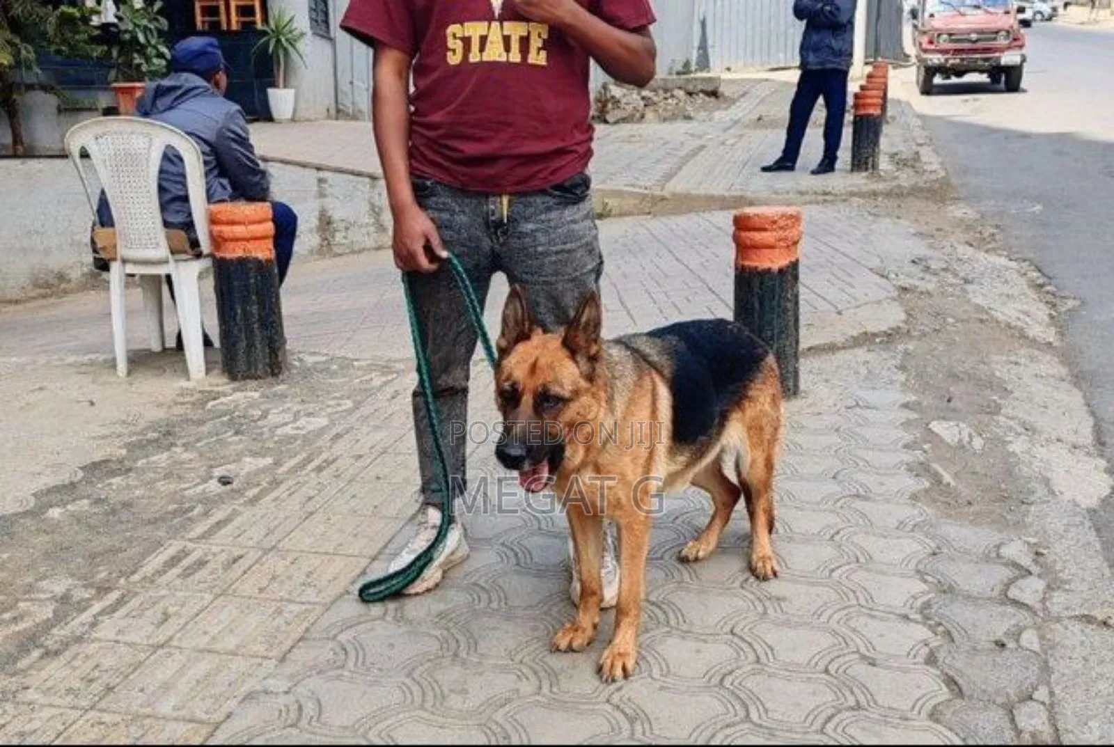 1-3 months Male Purebred German Shepherd