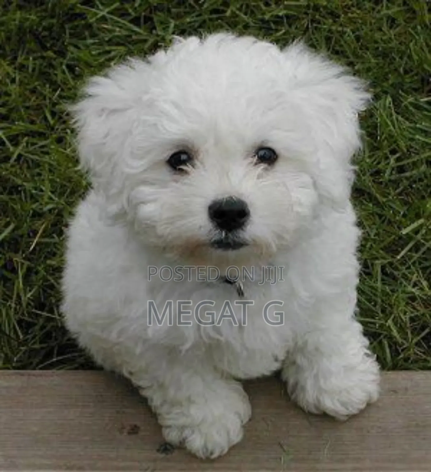 1-3 months Male Purebred Maltese