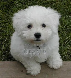 1-3 months Male Purebred Maltese