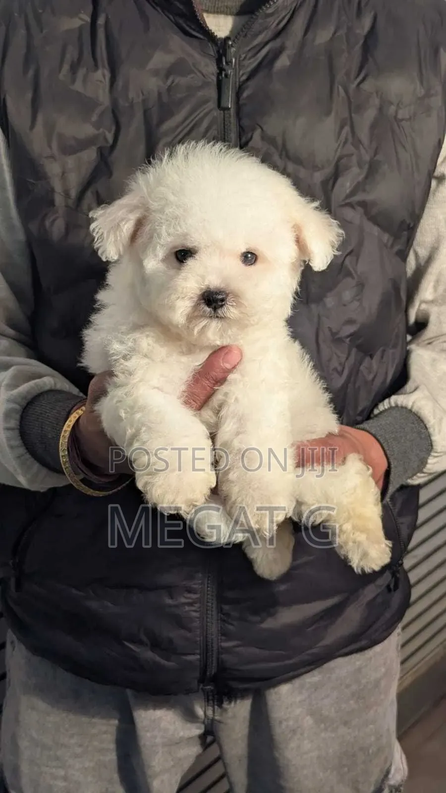 1-3 months Male Purebred Maltese