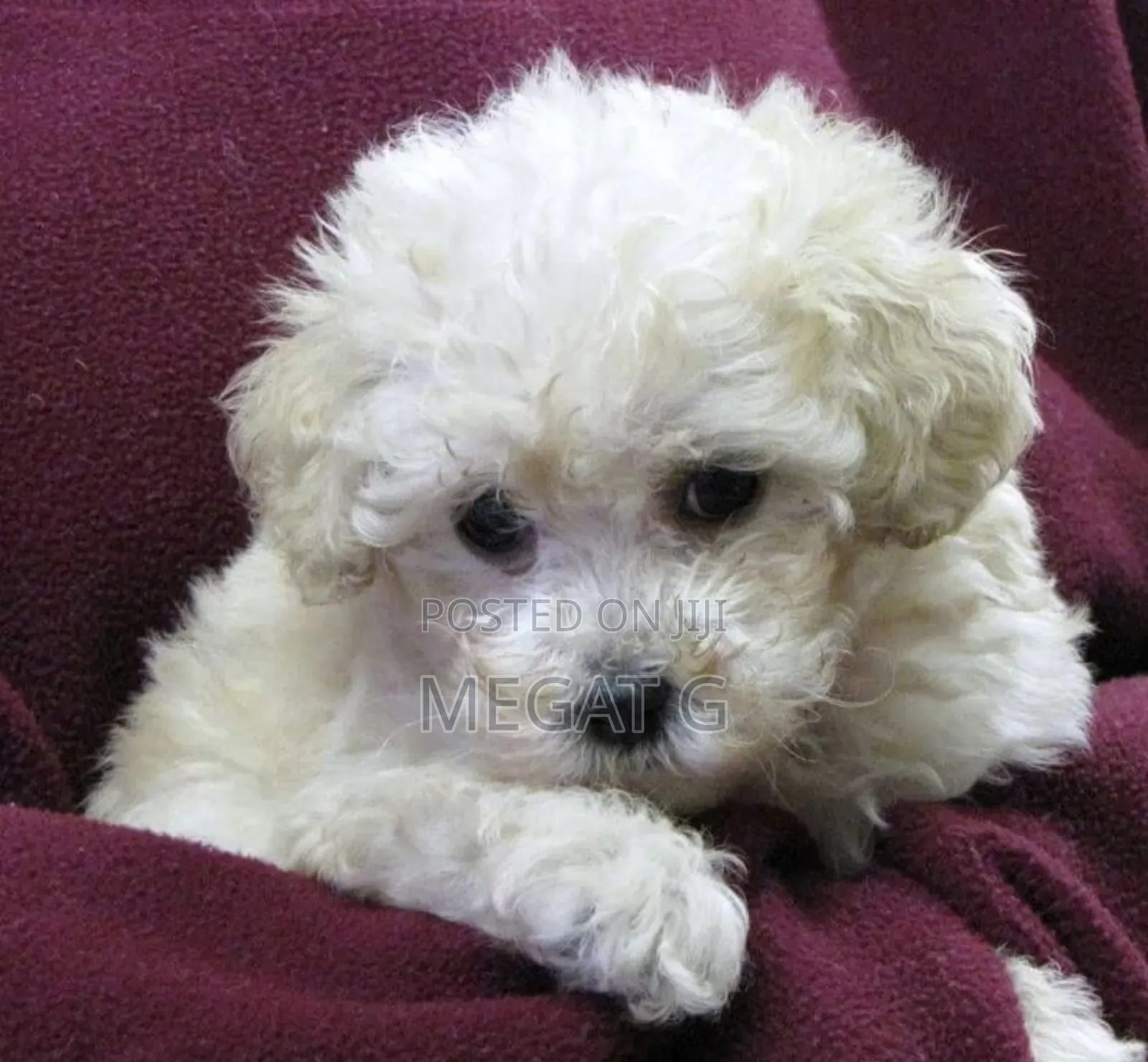 1-3 months Male Purebred Maltipoo
