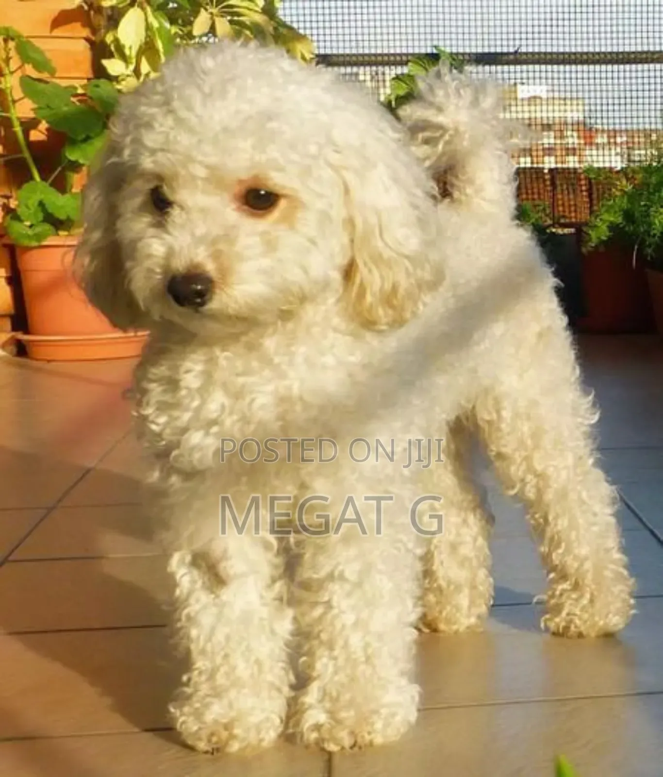 1-3 months Male Purebred Poodle