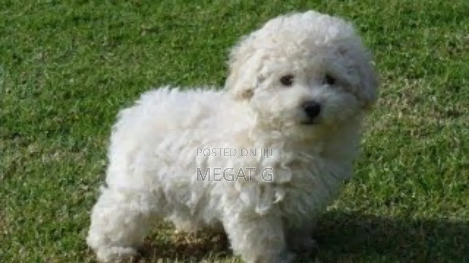 1-3 months Male Purebred Poodle