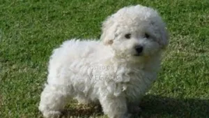 1-3 months Male Purebred Poodle