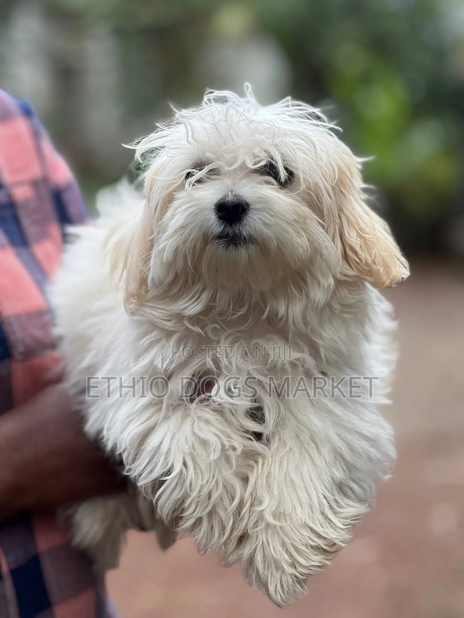 3-6 months Female Purebred Maltese