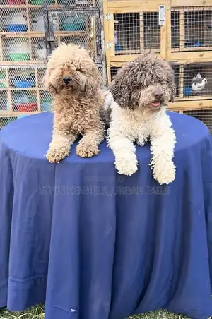 1-3 months Male Purebred Poodle