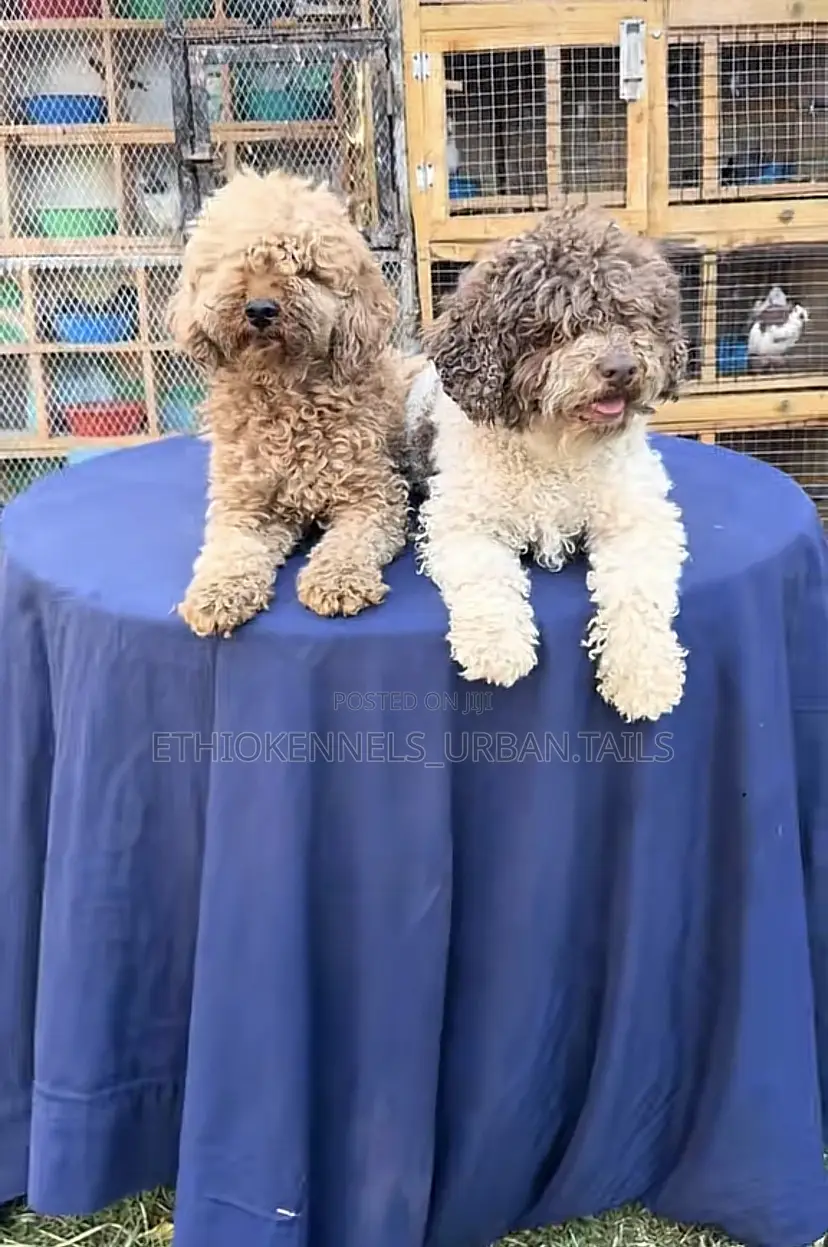 1-3 months Male Purebred Poodle