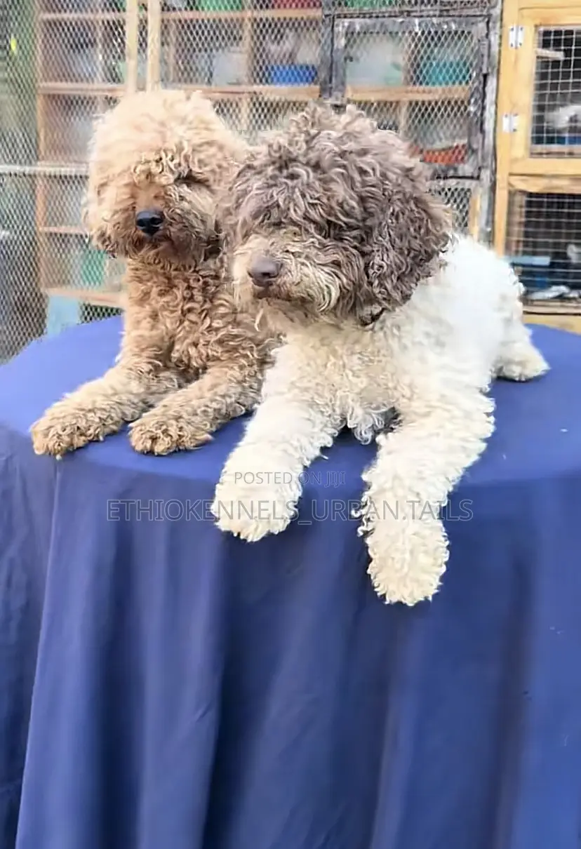 1-3 months Male Purebred Poodle